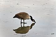 goose on ice 02